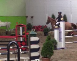 jumper Ciara 44 (German Riding Pony, 2000, from Naravant)