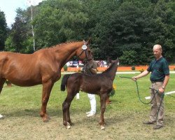 Pferd Sterntaler 77 (Rheinländer, 2013, von Son of Cologne)