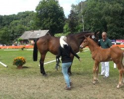 dressage horse Hengst von Depeche Mode (Rhinelander, 2013, from Depeche Mode)