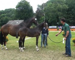 dressage horse Benjamin Franklin 4 (Rhinelander, 2013, from Bretton Woods)