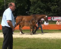 stallion Hengst von Son of Cologne (Rhinelander, 2013, from Son of Cologne)