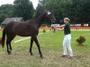 dressage horse Smilla (Rhinelander, 2010, from Sir Donnerhall I)