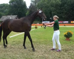 dressage horse Smilla (Rhinelander, 2010, from Sir Donnerhall I)