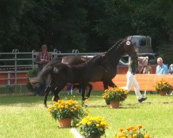 dressage horse Sunrise A.I. (Rhinelander, 2013, from Special Agent Amour)