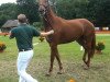 dressage horse La Reina (Rhinelander, 2010, from Lord Loxley I)