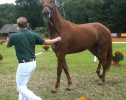 Dressurpferd La Reina (Rheinländer, 2010, von Lord Loxley I)