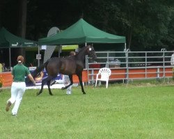 jumper Sir Donnerhalls Symphonie (Rhinelander, 2010, from Sir Donnerhall I)