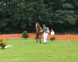 broodmare Frühlingssonne (Rhinelander, 2010, from Fürst Piccolo)