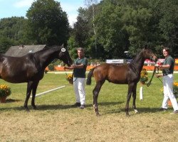 dressage horse Farrella Salentina (Rhinelander, 2013, from Feedback 16)