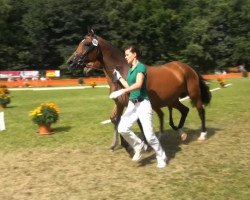 dressage horse Stute von Sir Donnerhall (Rhinelander, 2013, from Sir Donnerhall I)