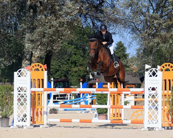 jumper Parzival CH (Swiss Warmblood, 2015, from Colore)