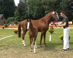 Pferd Stute von Weltrubin (Rheinländer, 2013, von Weltrubin)