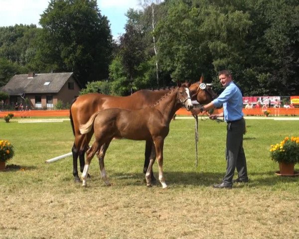 dressage horse Stute von Peking (Rhinelander, 2013, from Peking)