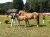 dressage horse Nancho's Novella (German Riding Pony, 2013, from Fs Numero Uno)