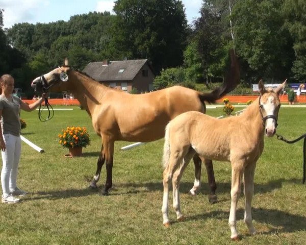 Zuchtstute Holly (Deutsches Reitpony, 2013, von Fs Numero Uno)