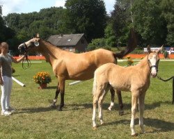 broodmare Holly (German Riding Pony, 2013, from Fs Numero Uno)