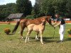 dressage horse Dankys Princess (German Riding Pony, 2013, from Dankeschön)