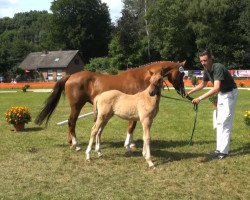 dressage horse Dankys Princess (German Riding Pony, 2013, from Dankeschön)