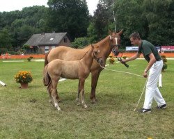 horse Arts - Deisahra (Rhinelander, 2013, from Arts-Dancer-Boy)