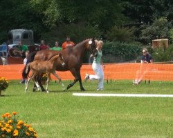 dressage horse Conrad 136 (German Riding Pony, 2013, from FS Champion de Luxe)