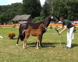 dressage horse Hengst von FS Daddy Cool (German Riding Pony, 2013, from FS Daddy Cool)