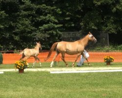 dressage horse Mac Moneymaker (German Riding Pony, 2013, from FS Daddy Cool)