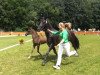 Dressurpferd Domingo 661 (Deutsches Reitpony, 2013, von Dreidimensional AT NRW)