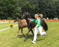 Dressurpferd Domingo 661 (Deutsches Reitpony, 2013, von Dreidimensional AT NRW)