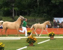 dressage horse Chuck Norris L (German Riding Pony, 2013, from FS Champion de Luxe)