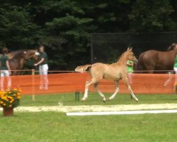 dressage horse Mölko's Don Dino (German Riding Pony, 2013, from Dornik B)