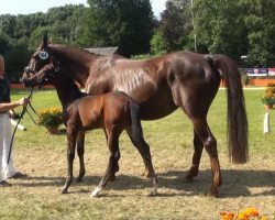 dressage horse Fran Fine (Rhinelander, 2013, from Feedback 16)