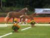 dressage horse Djangolo (German Riding Pony, 2013, from Art's Doleiro)