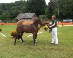 dressage horse Mirage 104 (German Riding Pony, 2013, from Miraculix)