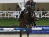 jumper For Grace and Fidelity (Oldenburg show jumper, 2003, from Forsyth)