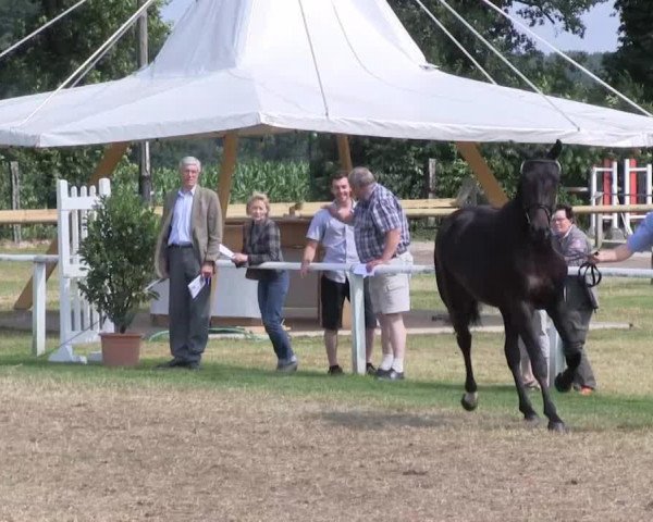 Pferd Stute von Flanagan (Westfale, 2010, von Flanagan)