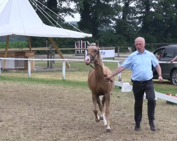 Zuchtstute Aw.i. Chris'Gänseblümchen (Welsh Pony (Sek.B), 2010)