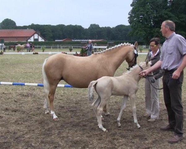 jumper Hengst von Lucky Lao II (German Riding Pony, 2013, from Lucky Lao II)