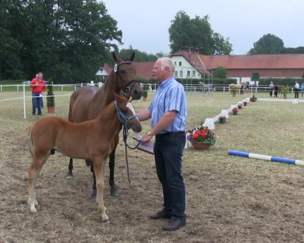 dressage horse Hengst von A Gorgeous (German Riding Pony, 2013, from A Gorgeous)