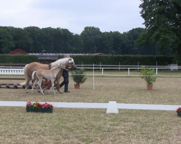 Pferd Hengst von Wunderknabe (Haflinger, 2013, von Wunderknabe)