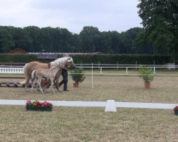 Pferd Hengst von Wunderknabe (Haflinger, 2013, von Wunderknabe)