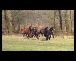 dressage horse Hengst von Nightflight (German Riding Pony, 2013, from Nightflight)