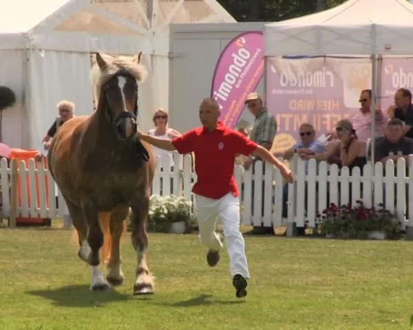 broodmare Heidi (Rhenish-German Cold-Blood, 2010, from Hoppeditz)