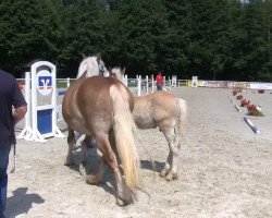 Pferd Hengst von Eral (Rheinisch-Deutsches Kaltblut, 2013, von Eral)