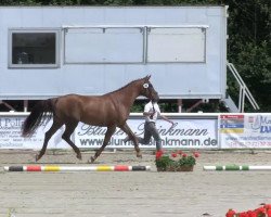 broodmare Bella Diva (Westphalian, 2010, from Blickpunkt 4)