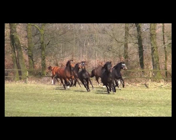 dressage horse Hengst von Rock Forever (Westphalian, 2013, from Rock Forever NRW)