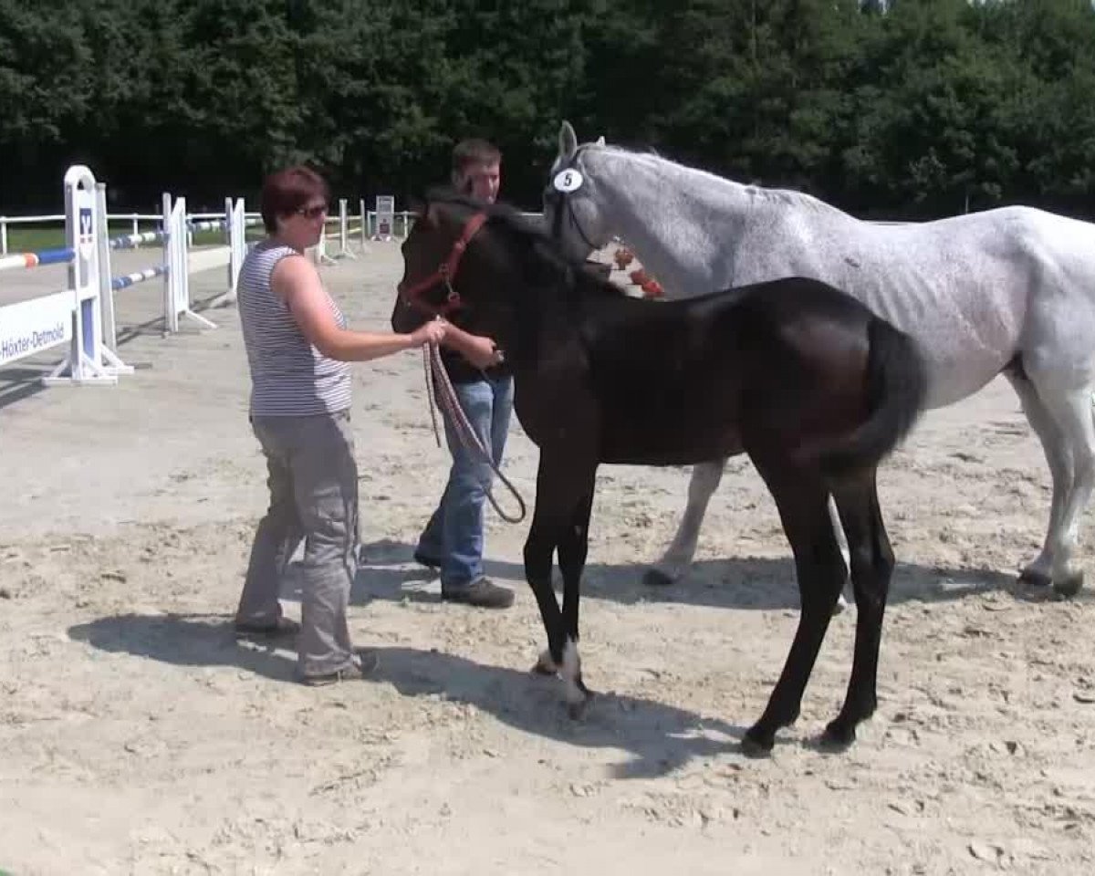 Springpferd Hengst von Earl of Classic (Westfale, 2013, von Earl of Classic Hd)