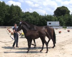 jumper First Lady Falina (Westphalian, 2013, from For Contest)