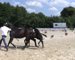 dressage horse Hengst von Ehrenstolz (Westphalian, 2013, from Ehrenstolz)