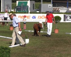 broodmare Vroni (Shetland Pony, 2010, from Ventino)