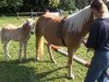 Pferd Argentina (Haflinger, 2013, von Air Force II)